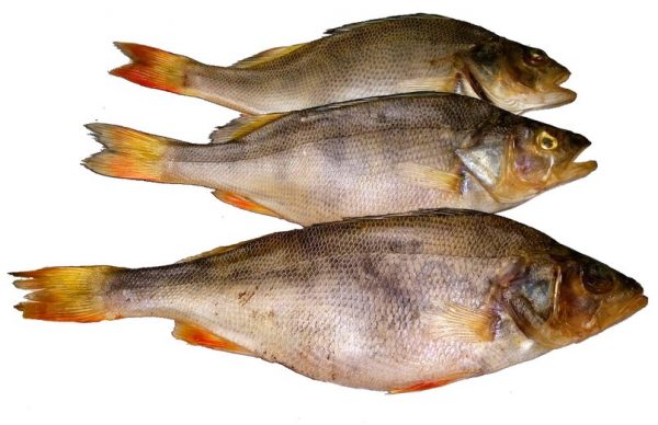 Dried perch 220g(Окунь вяленый)
